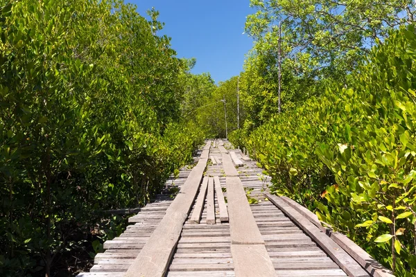 Mangrove tree area — Stock Photo, Image