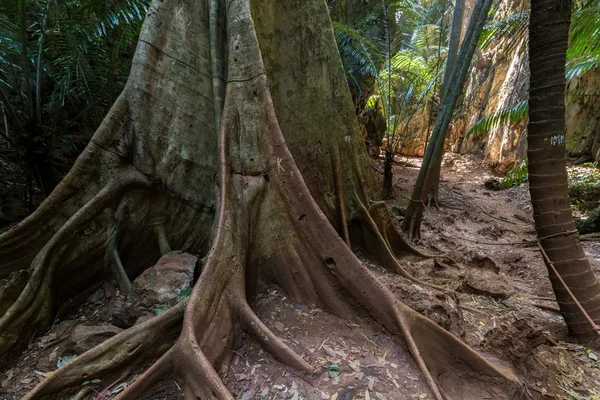 Vegetação da selva — Fotografia de Stock