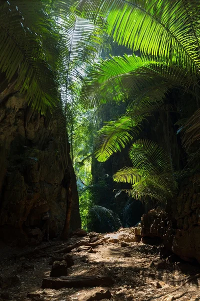Tropical undergrowth — Stock Photo, Image