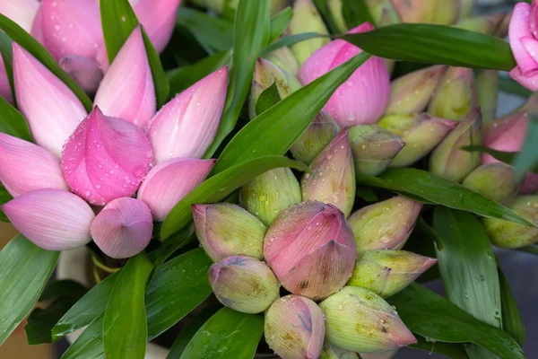 Lotus bud bunch — Stock Photo, Image