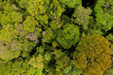 Fraser tepesi orman tepe örtüsü. Malezya 'nın yukarısından canlı yeşil ağaçlar görünüyor.
