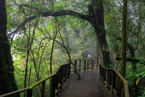 Doi Inthanon, Tayland 'da yoğun ve nemli bir yağmur ormanları ekosisteminden geçen sahil yolu.