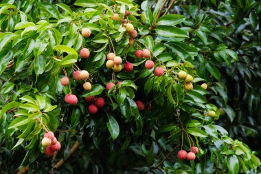 Ağacın dallarında olgunlaşan liçi meyvesi, Chiang Dao, Chiang Mai, Tayland