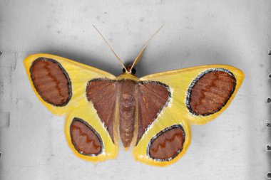 Hafif bir arka planda karmaşık kanat desenleri ve hassas anten yapısını gösteren güve plütodları, Farser Hill, Malezya