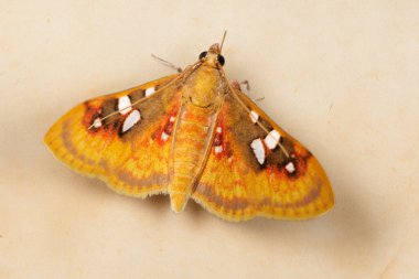 Sameodes pictalis inci güve beyaz işaretler bir ışık yüzeyi üzerinde dinleniyor