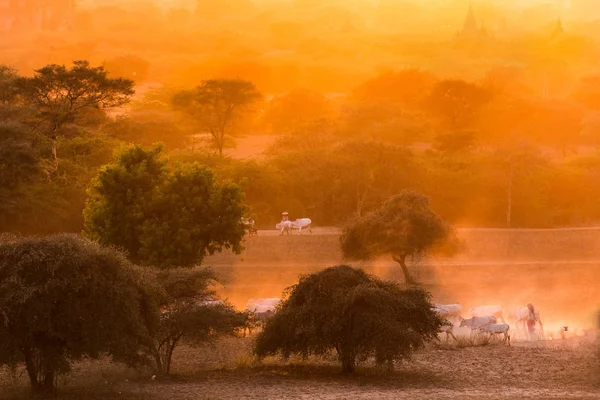 宝塔景观温暖的夕阳下的蒲甘，缅甸 (缅甸平原 — Stok fotoğraf