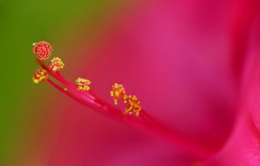 Aşırı ercik ve pistil makro