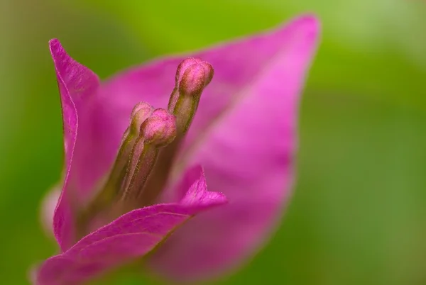 Bougainvillea knopp makro — Stockfoto