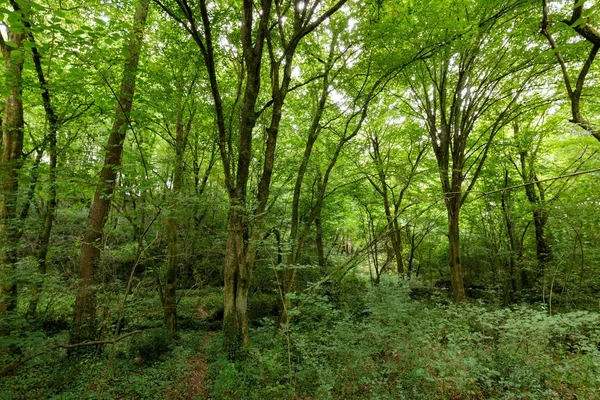 Haagbeuk gematigd woud — Stockfoto