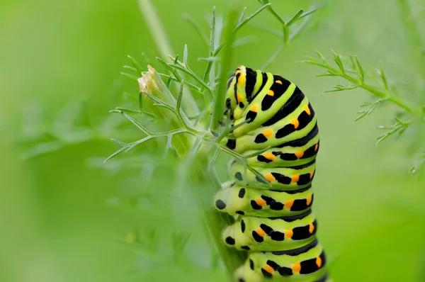 Machaon 나비 애벌레 — 스톡 사진