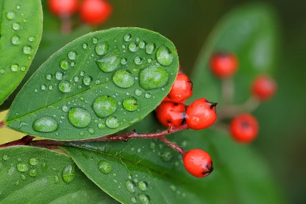 Bagas de Cotoneaster e folhas detalhes — Fotografia de Stock