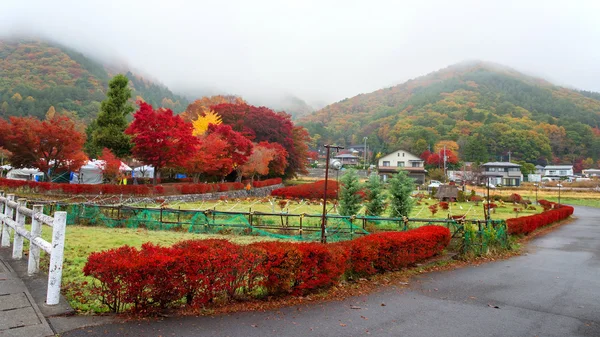 Herbstlaub am Ahornkorridor, kawaguchiko — Stockfoto