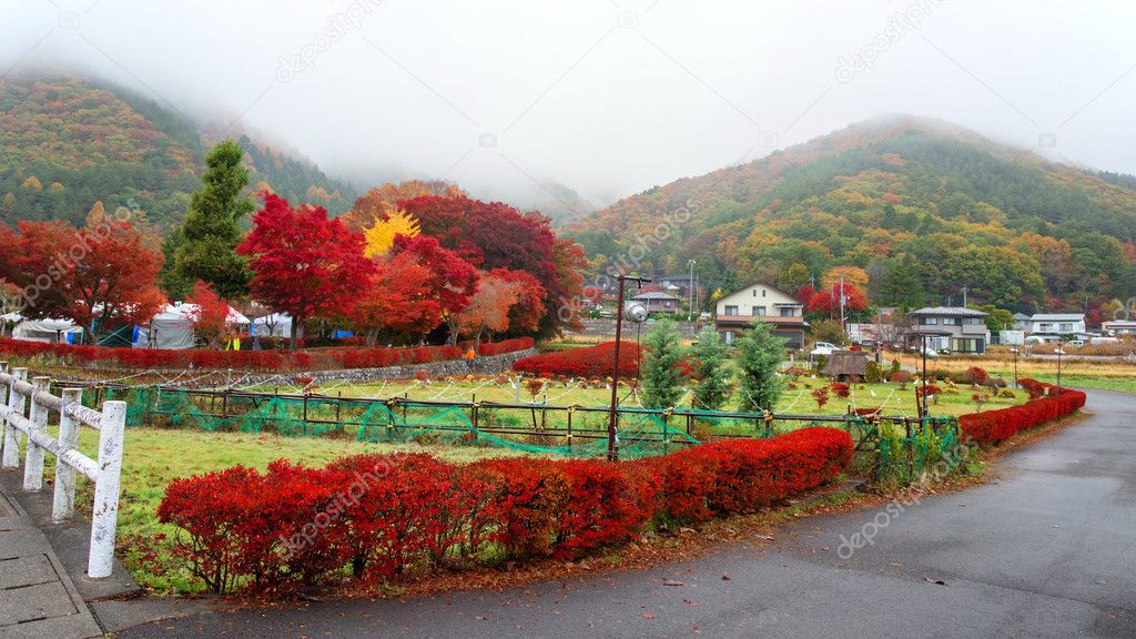 Autumn foliage at Maple corridor, Kawaguchiko