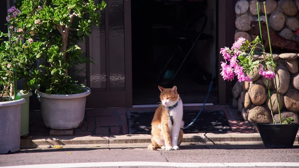 Sevimli kedi yaslanın ve rahatlayın — Stok fotoğraf