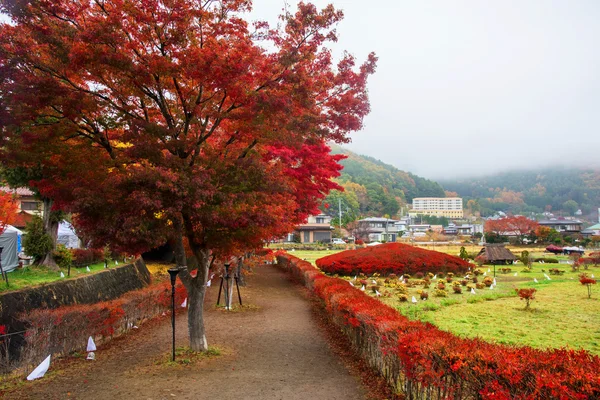 Maple tunnel i Kawaguchiko — Stockfoto