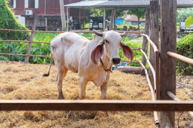 Bir inek çiftliğinde RIM ışık ile