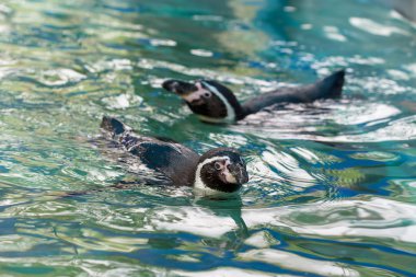 iki yüzme penguenler