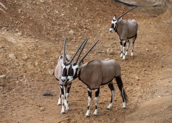 Oryx gazella birlikte — Stok fotoğraf