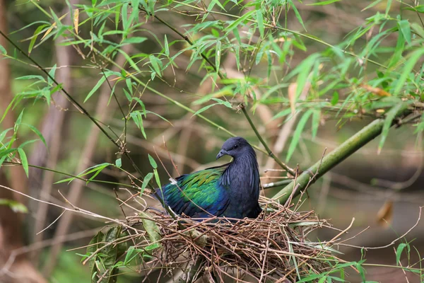 Nicobar Piccione uccello sul nido — Foto Stock