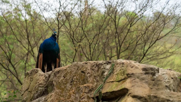 2 つのスイミング ペンギン — ストック写真