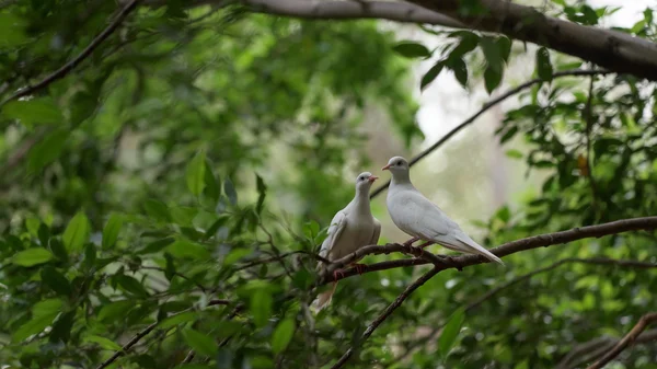 Coppia piccione bianco — Foto Stock