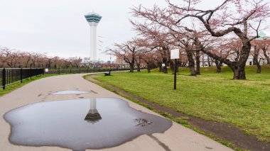 Park Goryokaku Kulesi ve sakura çiçeği