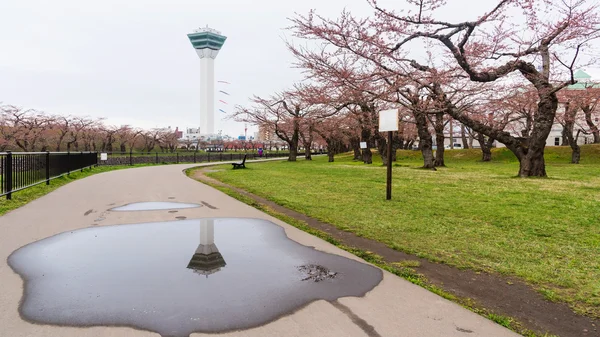 Torre Goryokaku e fiori di sakura nel parco — Foto Stock