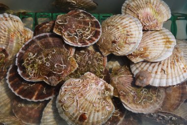 Sabah balık pazarı, dev istiridye 