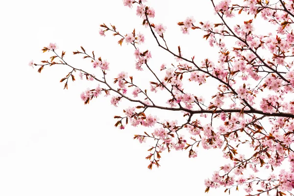 Flor de cerejeira ou árvore sakura isolada — Fotografia de Stock