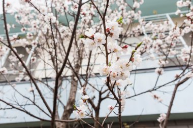 Beyaz kiraz çiçeği ya da Hakodate sakura
