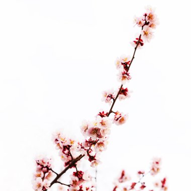 Beyaz Sakura çiçek ya da kiraz çiçeği