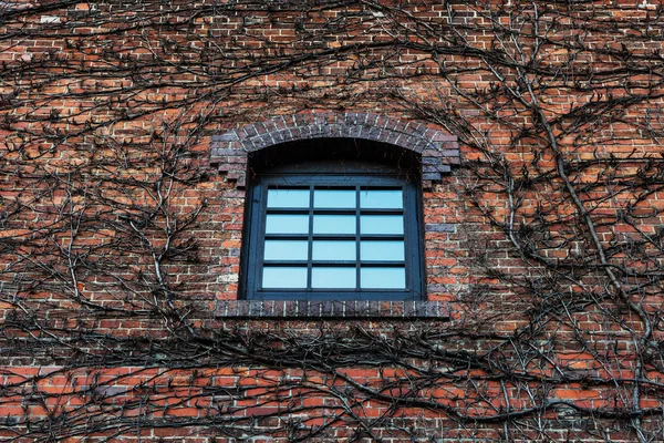 Window on brick wall  with dry climber — Stock Photo, Image