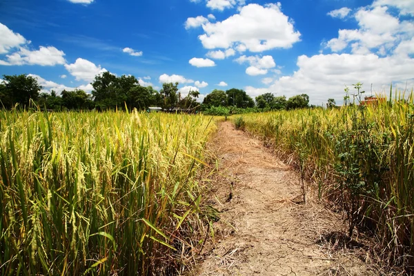 Campo di risaia al momento del raccolto — Foto Stock