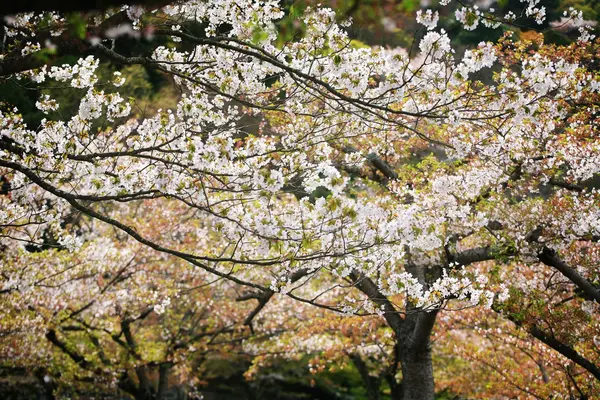 Flor de cerezo blanco en hermoso jardín — Foto de Stock