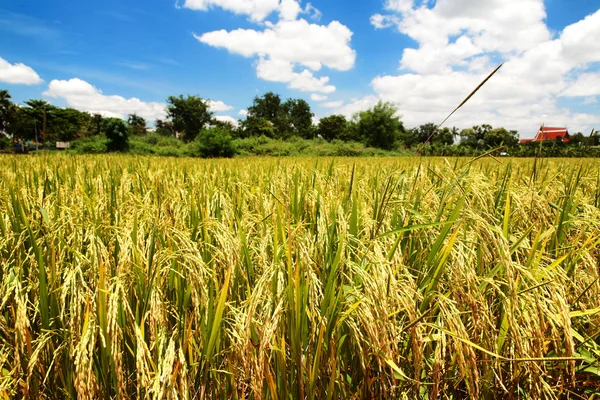 Paddy field field at harvest Stock Image