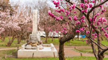 Pembe portre sakura Maruyama Park, Sapporo 