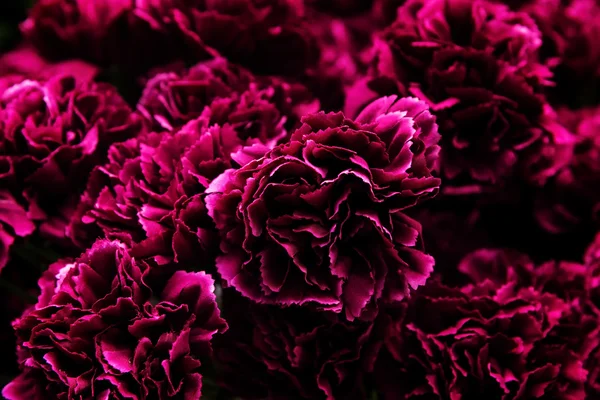Artificial purple  Carnation flower background — Stock Photo, Image