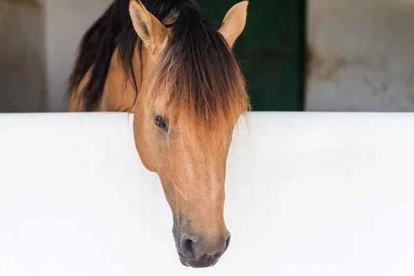 Kahverengi at portre içinde belgili tanımlık sığınak — Stok fotoğraf