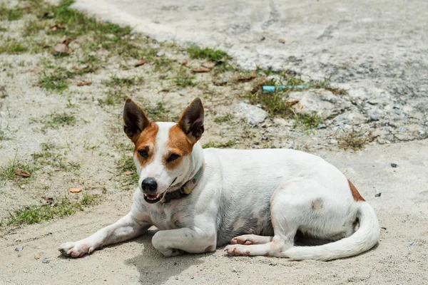 Portret jack russel Terier — Zdjęcie stockowe