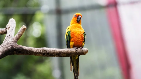 Sol Conure ou papagaio amarelo — Fotografia de Stock