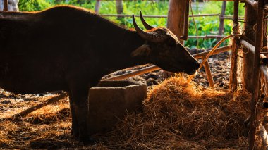 sığır hapiste gün batımında buffalo 