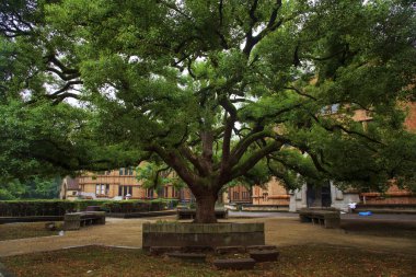 yeşil bahar ile eski ağacı terk