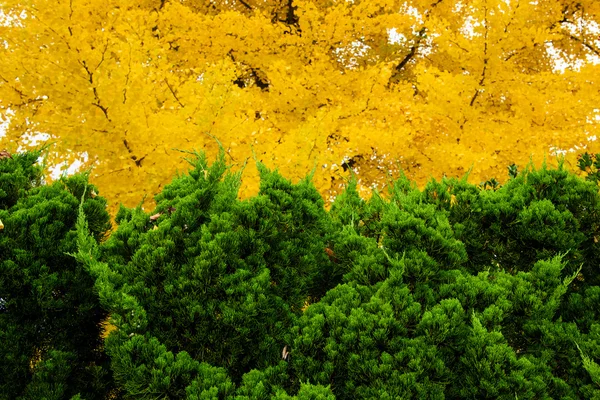 Verde e amarelo cor da folhagem — Fotografia de Stock