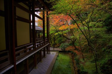 Sonbahar yaprakları renkleri Eikando Tapınağı'nda