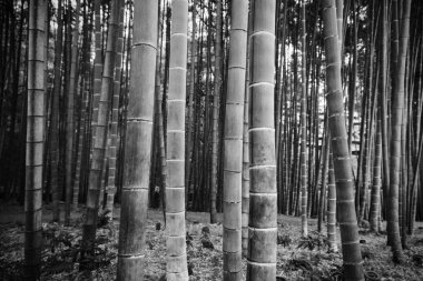 siyah ve beyaz süreci ile büyük bambu