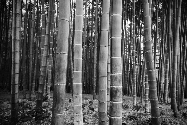 Bambú grande con proceso en blanco y negro — Foto de Stock