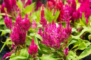 Pembe celosia çiçek 