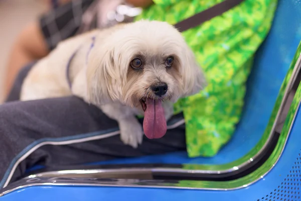 Shih tzu perro en propietario piernas — Foto de Stock