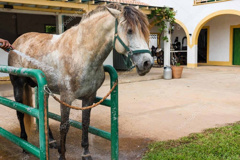 Big white horse take a bath — Stock Photo © blanscape 123521142