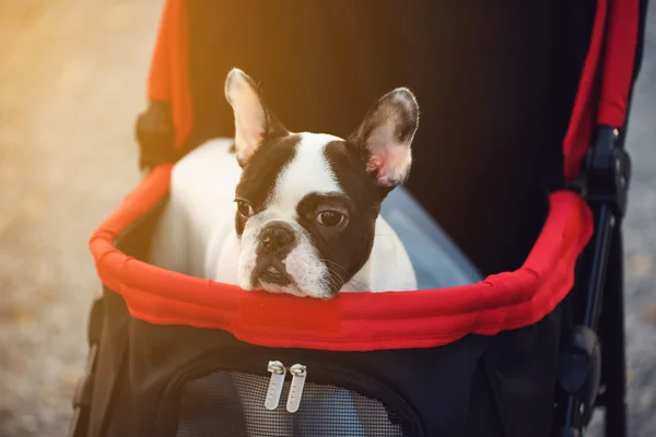 Portrait de Bouledogue Français Adorable — Photo